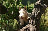 SCOTTISH TERRIER 255